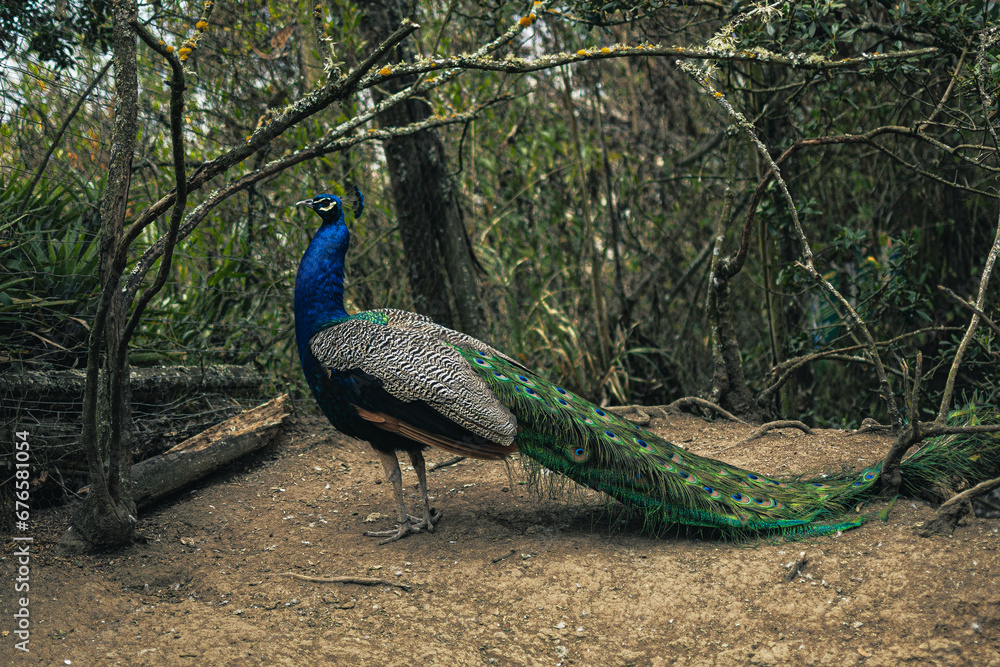 Naklejka premium peacock with feathers