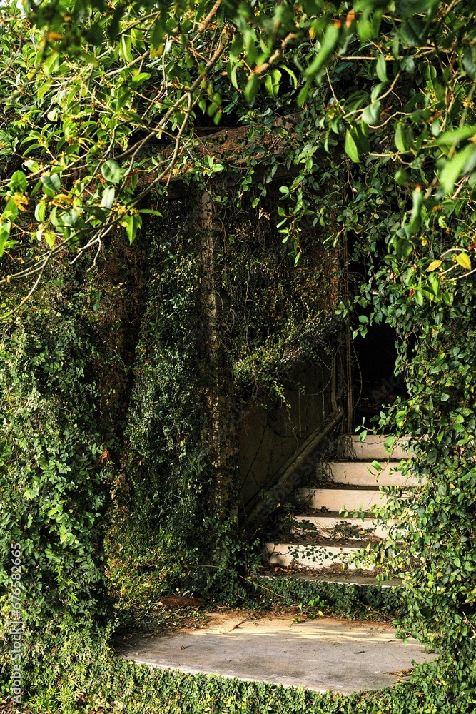 Vertical shot of a staircase through a forest covered in ivy Vertical shot of a staircase through a forest covered in ivy