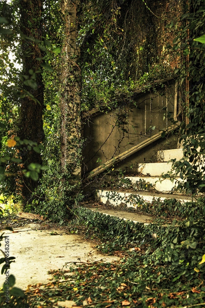 Vertical shot of a staircase through a forest covered in ivy Vertical shot of a staircase through a forest covered in ivy