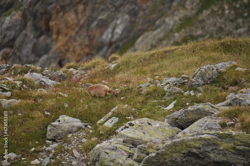 Alpine marmot walking on the rocks of the mountainside of the Alps during the daytime photo
