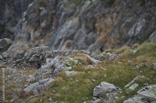 Alpine marmot walking on the rocks of the mountainside of the Alps during the daytime