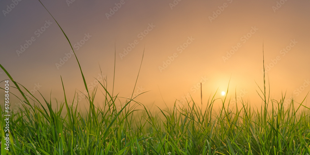 sunset in the grass