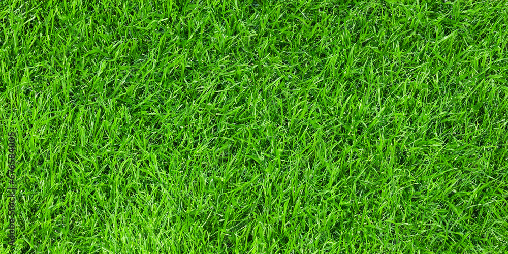 green grass background green grass background