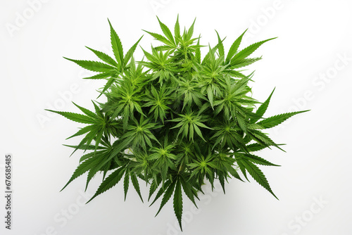 Green cannabis plant isolated on white background