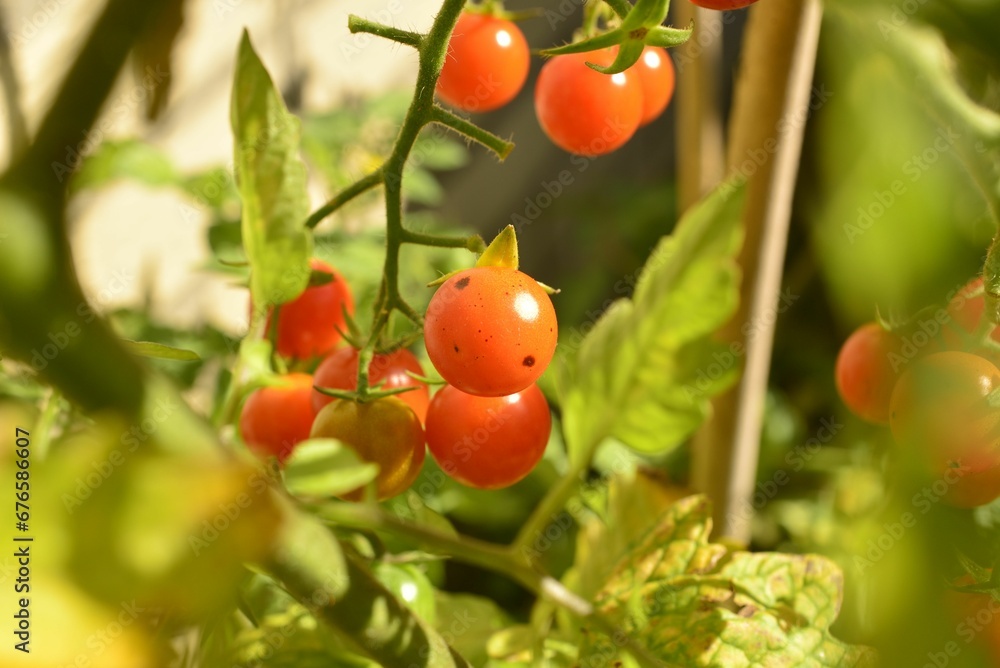 Closeup shot of ripe tomatoes on a bush in a garden.