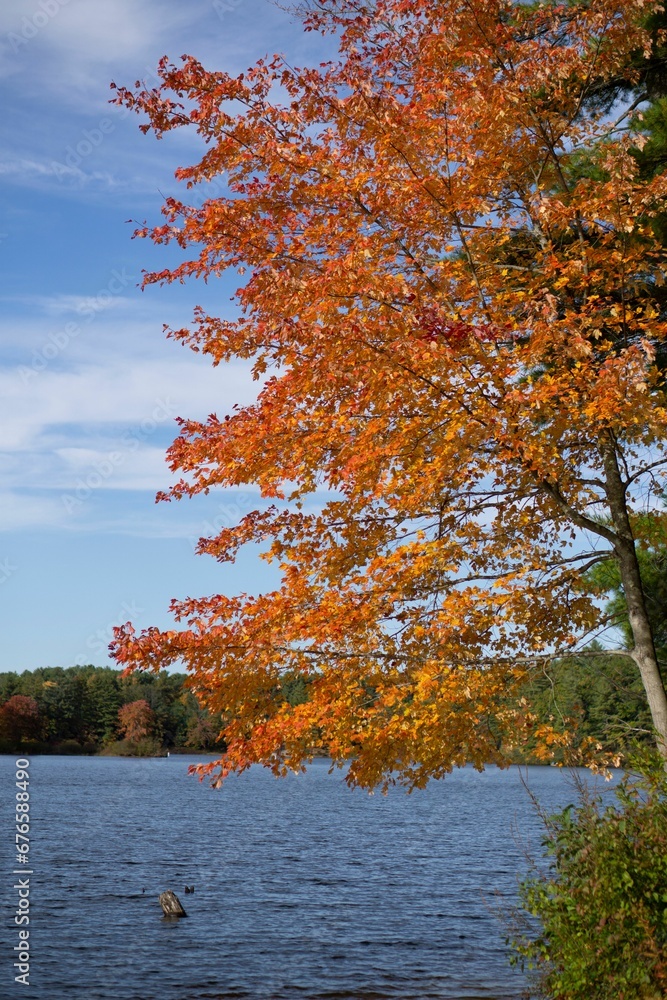 Vertical shot of an autumn tree with orange leaves near a lake against a blue sky background Vertical shot of an autumn tree with orange leaves near a lake against a blue sky background