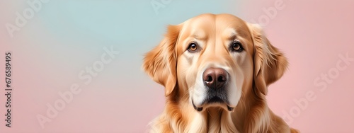 Studio portraits of a funny Golden retriever dog on a plain and colored background. Creative animal concept, dog on a uniform background for design and advertising.