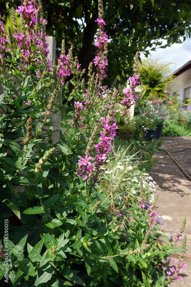 Blut-Weiderich (Lythrum salicaria) - blühende Pflanze Blut-Weiderich (Lythrum salicaria) - blühende Pflanze