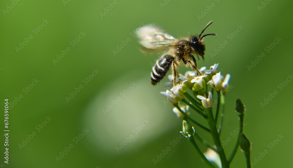 Macro shot of bee collecting pollen Macro shot of bee collecting pollen