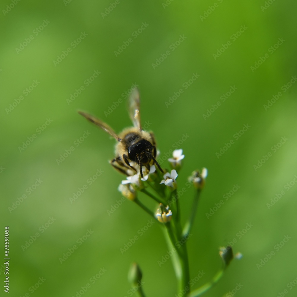 Macro shot of bee collecting pollen from a small white flower against blurred background Macro shot of bee collecting pollen from a small white flower against blurred background