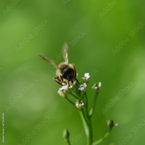 Macro shot of bee collecting pollen from a small white flower against blurred background