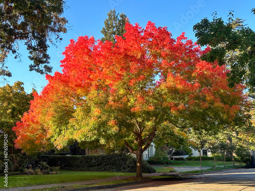 A large Chinese Pistachio is turning red in the autumn. It is planted in a parkway between the street and a house. There is a blue sky in the background