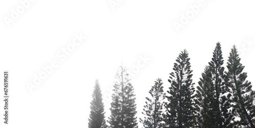 pine on a white background.