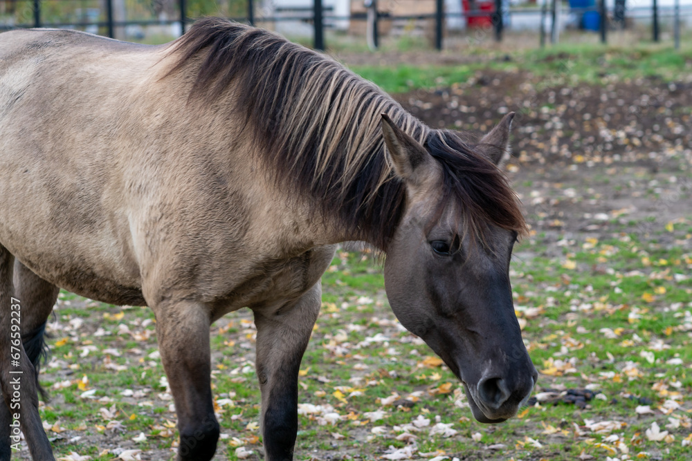 Portrait close up of a beautiful young gray stallion. Headshot of a purebred horse against natural background at rural ranch. Portrait close up of a beautiful young gray stallion. Headshot of a purebred horse against natural background at rural ranch.