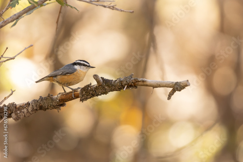 A Red Breasted Nuthatch perches on a branch in the shady woods with autumn foliage making patches of warm color in the background.