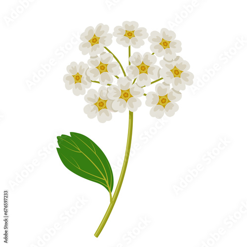 Vector illustration, Spiraea prunifolia, commonly called bridalwreath spirea, isolated on white background.
