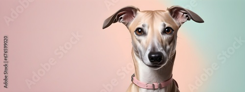 Studio portraits of a funny Whippet dog on a plain and colored background. Creative animal concept, dog on a uniform background for design and advertising.  © 360VP