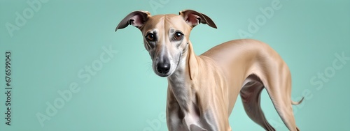 Studio portraits of a funny Whippet dog on a plain and colored background. Creative animal concept, dog on a uniform background for design and advertising.  © 360VP