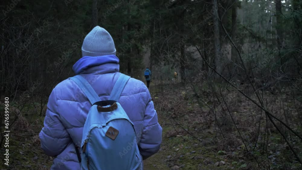 Rear view of a woman tourist in a lilac jacket walking through a spruce forest in spring slow motion Rear view of a woman tourist in a lilac jacket walking through a spruce forest in spring slow motion
