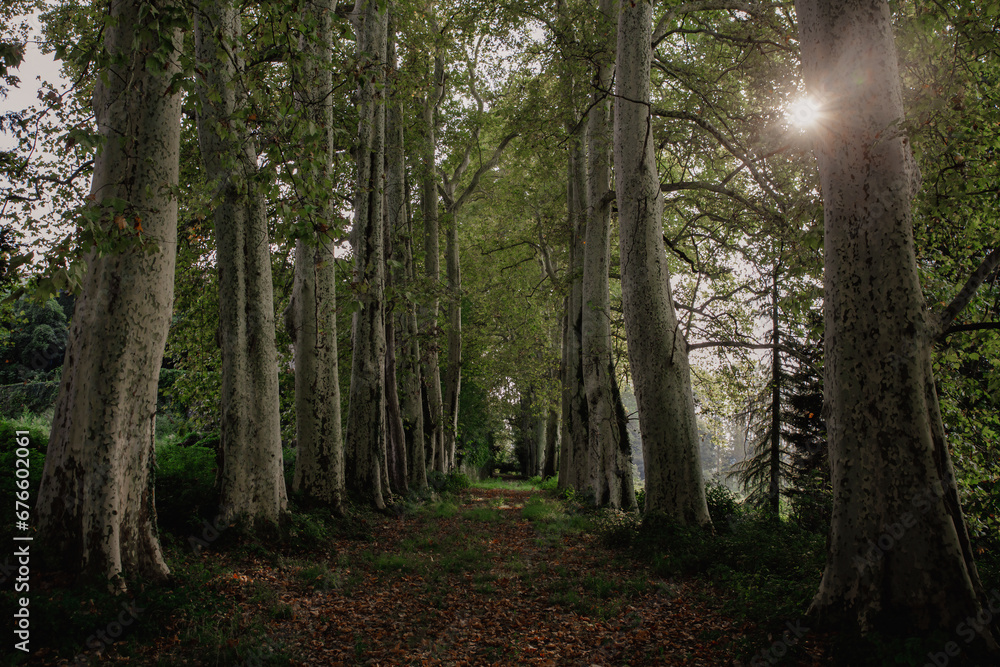 Naklejka premium sun rays in the forest