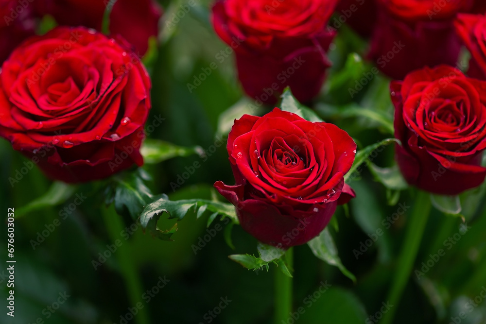 Red roses macro photo. Water drops on flower petals. Red roses macro photo. Water drops on flower petals.