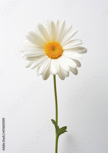 Summer plant background floral daisy nature blossom white spring isolated flower
