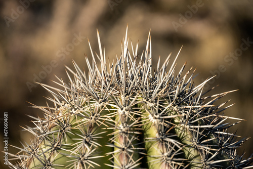 Long Needles Cover The Top of Saguaro Cactus