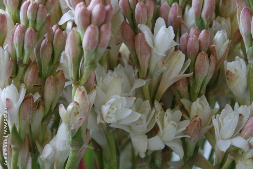 Vibrant petals bloom, delicate stamens reach, as sunlight dances upon a colorful tapestry of nature's beauty.