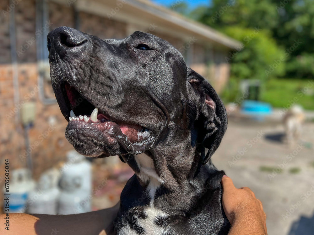 Big, black, Great Dane dog standing on gate with his two front paws and