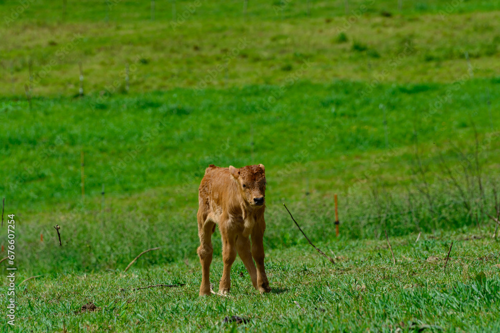 Brown Asturian cows, livestock with little calfs on green grass pasture, Picos de Europe, Los Arenas, Asturias, Spain