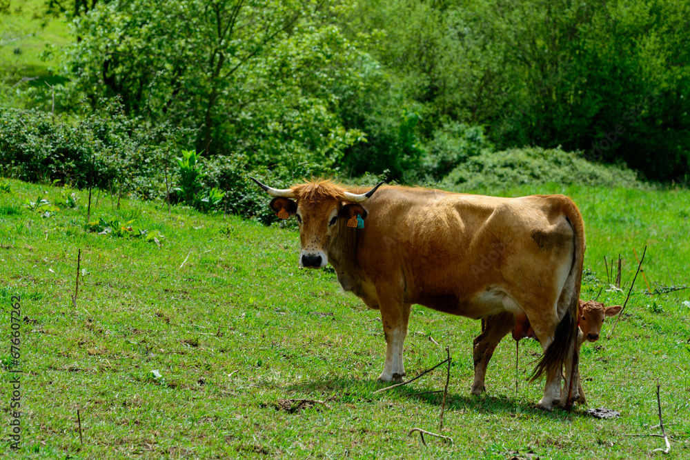Brown Asturian cows, livestock with little calfs on green grass pasture, Picos de Europe, Los Arenas, Asturias, Spain Brown Asturian cows, livestock with little calfs on green grass pasture, Picos de Europe, Los Arenas, Asturias, Spain