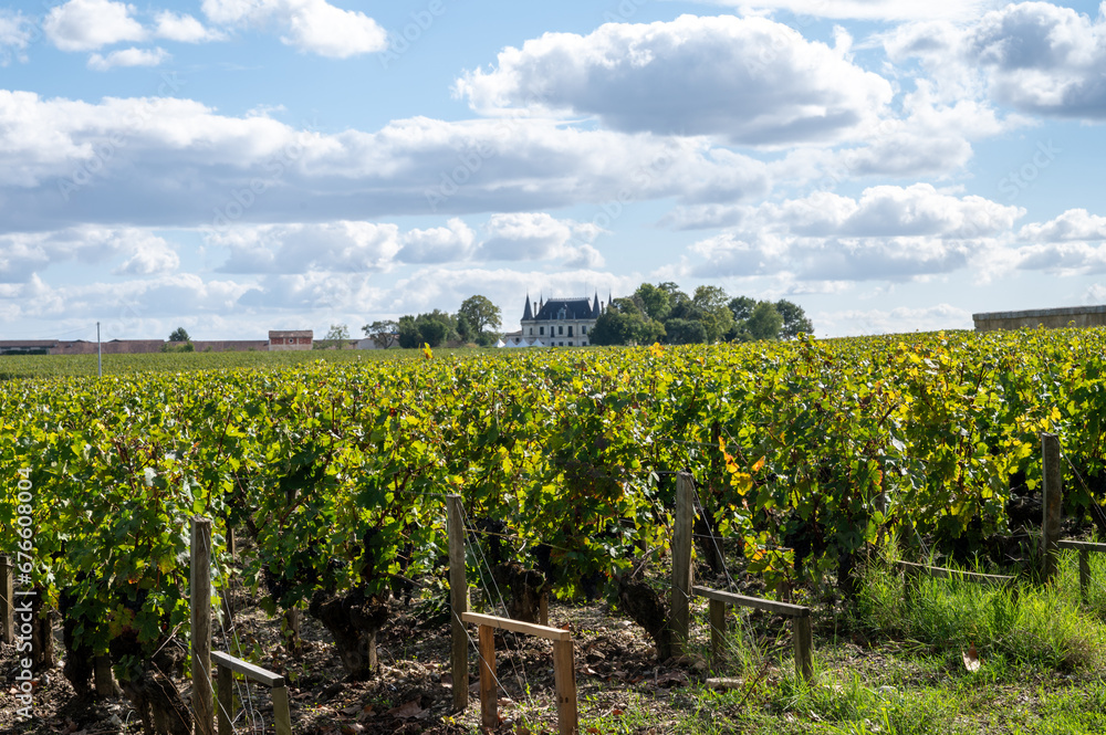 Green vineyards with rows of red Cabernet Sauvignon grape variety of Haut-Medoc vineyards in Bordeaux, left bank of Gironde Estuary, France, ready to harvest