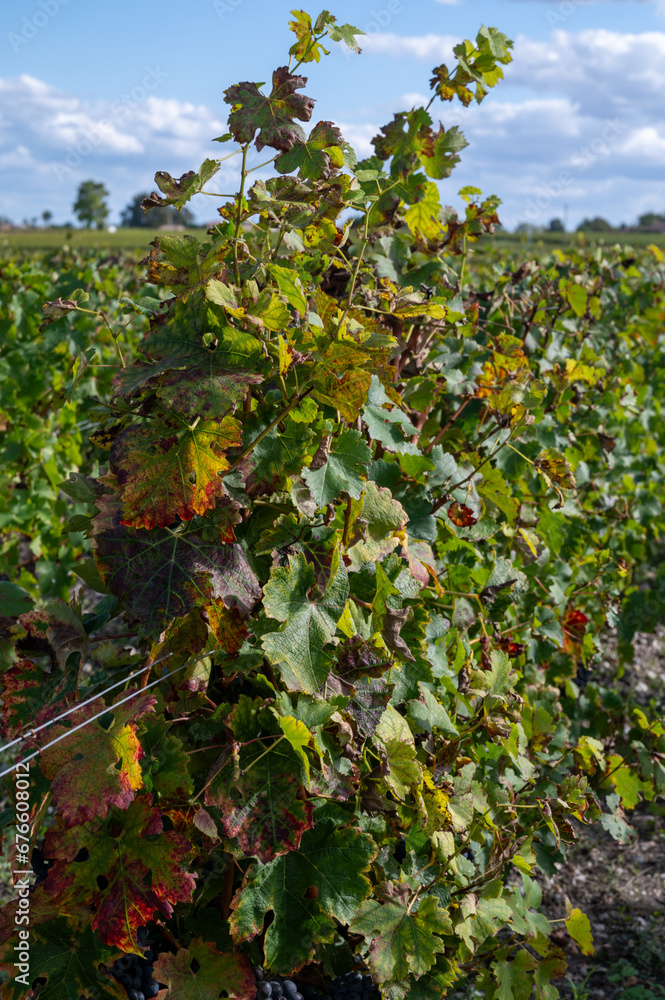 Fototapeta premium Green vineyards with rows of red Cabernet Sauvignon grape variety of Haut-Medoc vineyards in Bordeaux, left bank of Gironde Estuary, France, ready to harvest