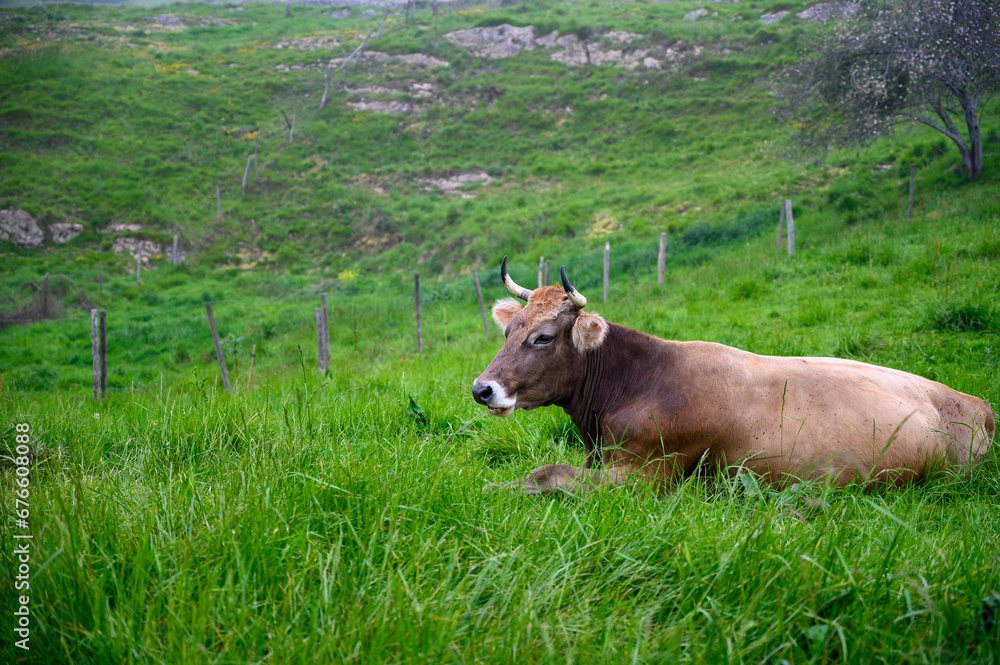 Fototapeta premium Brown Cantabrian cows grazing on pasture, Liebana Valley, Cantabria, Spain