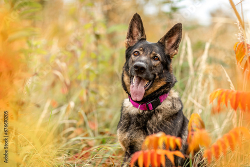 A german shepherd dog in autumn outdoors