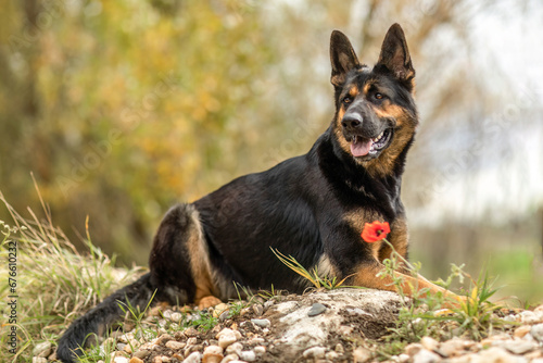 A german shepherd dog in autumn outdoors