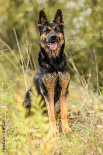 A german shepherd dog in autumn outdoors