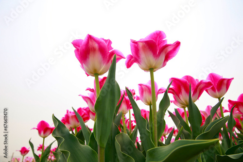 Spring blooming tulip field. Flowers tulips   Spring floral background.