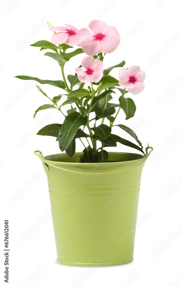 Obraz premium Catharanthus roseus in green flower pot isolated on white