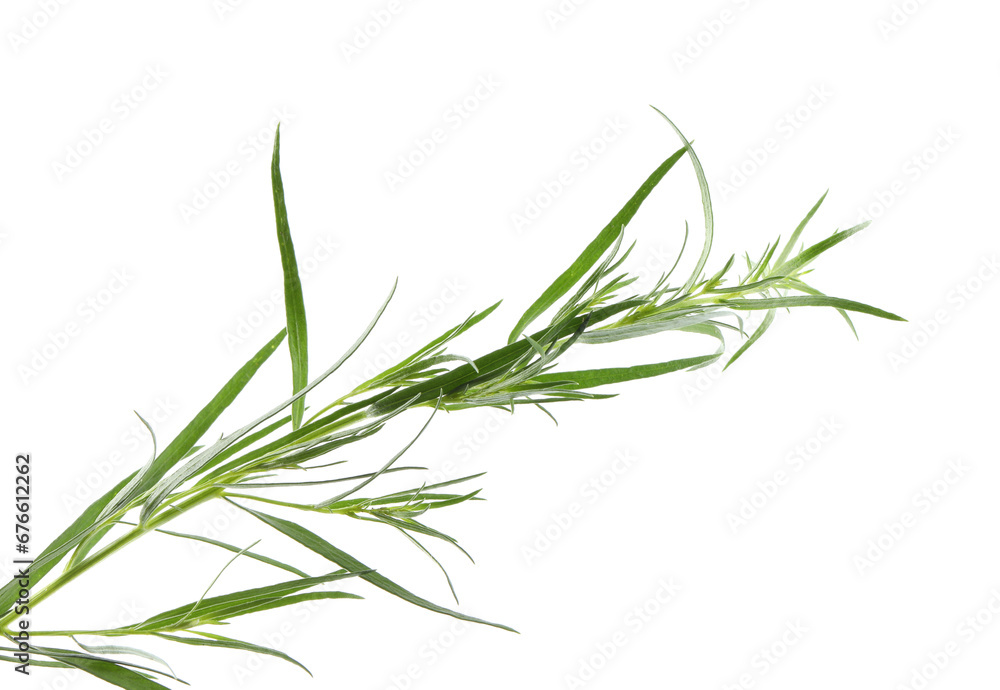 One sprig of fresh tarragon on white background One sprig of fresh tarragon on white background