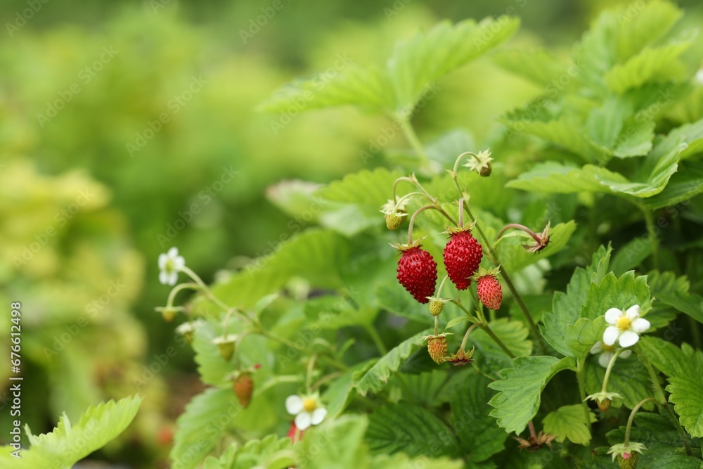 Small wild strawberries growing outdoors, space for text. Seasonal berries Small wild strawberries growing outdoors, space for text. Seasonal berries