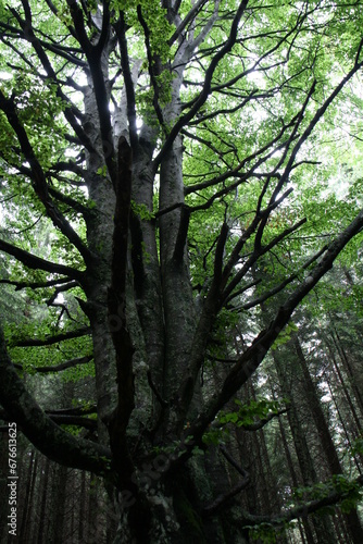 Towering ancient tree stretches its branches high, casting a wide shadow amidst the dense forest canopy.