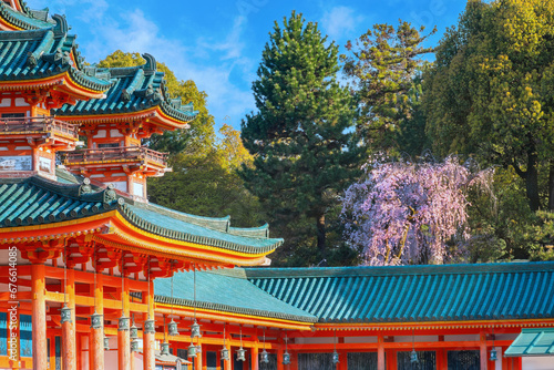 Beautiful full bloom cherry blossom at Heian Jingu Shrine in Kyoto, Japan photo