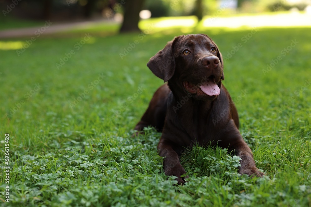 Adorable Labrador Retriever dog lying on green grass in park, space for text Adorable Labrador Retriever dog lying on green grass in park, space for text