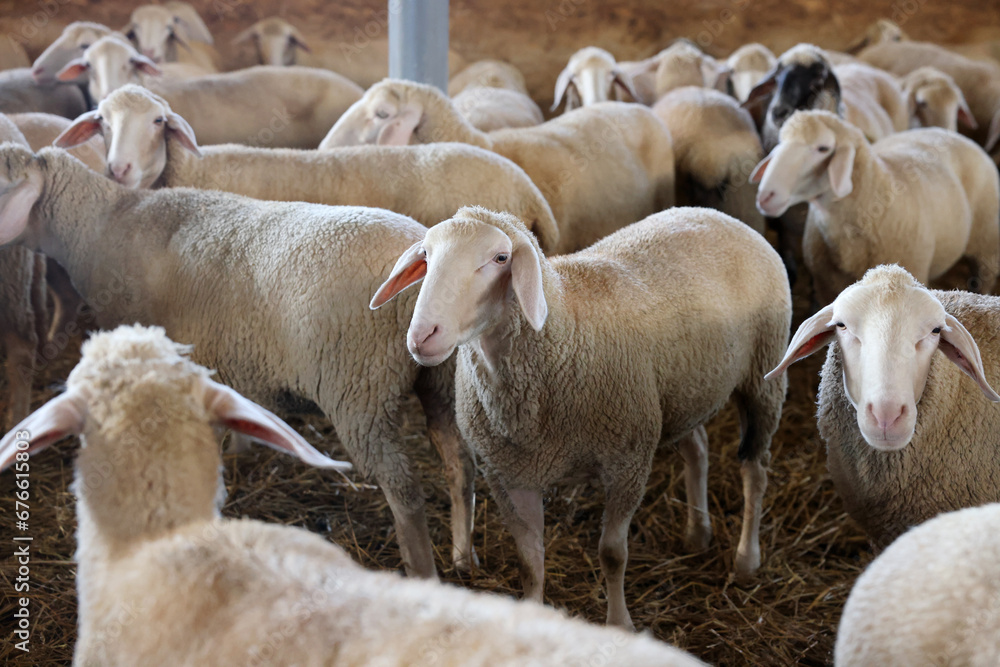 Many sheep in barn on farm. Cute animals Many sheep in barn on farm. Cute animals