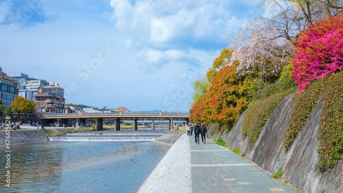 Kyoto, Japan - April 2 2023: Kamogawa river  is one of the best cherry blossom spots in Kyoto city during springtime