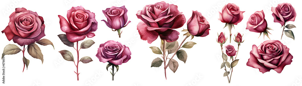 Fototapeta premium Burgundy rose watercolor illustration clipart. Generative AI