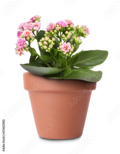 Beautiful kalanchoe in terracotta flower pot isolated on white