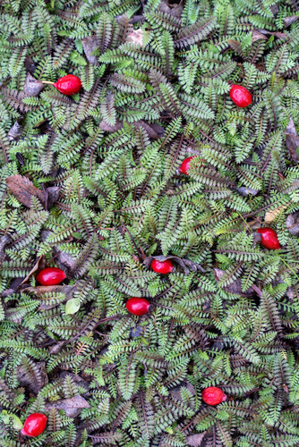 Red ripe brier berries fallen from wild rose bush lying on ground on green Cotula Potentillina leaves in autumn. Edible fresh sweet berries rich in vitamin C, natural antioxidant, useful for health photo