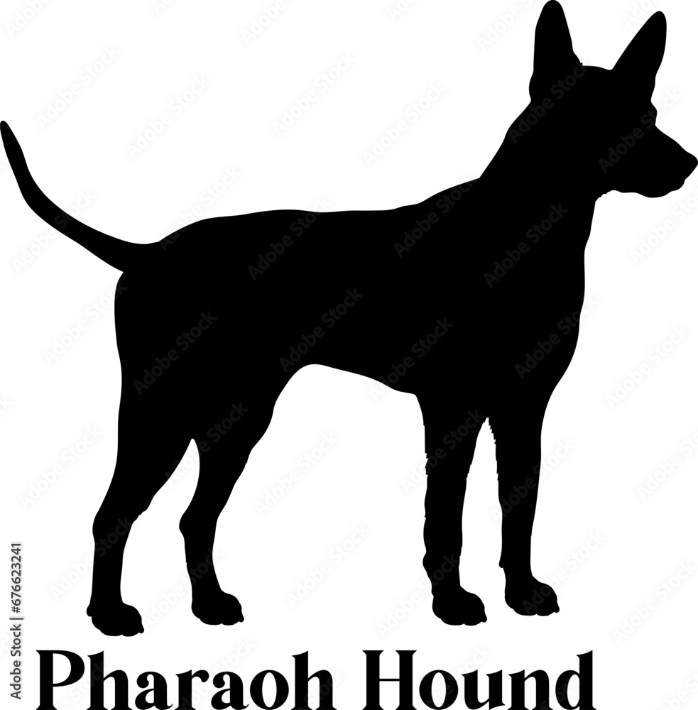 Pharaoh Hound. Dog silhouette dog breeds logo dog monogram logo dog face vector
SVG PNG EPS